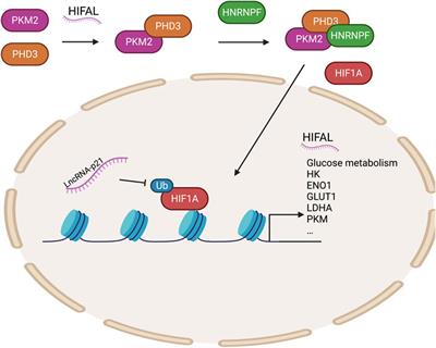 Interplay Among Metabolism, Epigenetic Modifications, and Gene Expression in Cancer